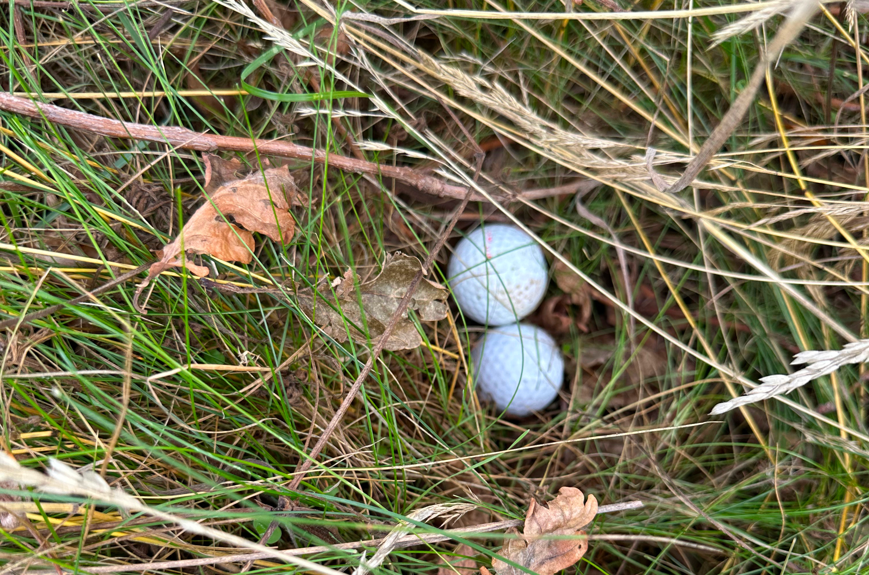 Eagle Tour im GC Groß-Zimmern